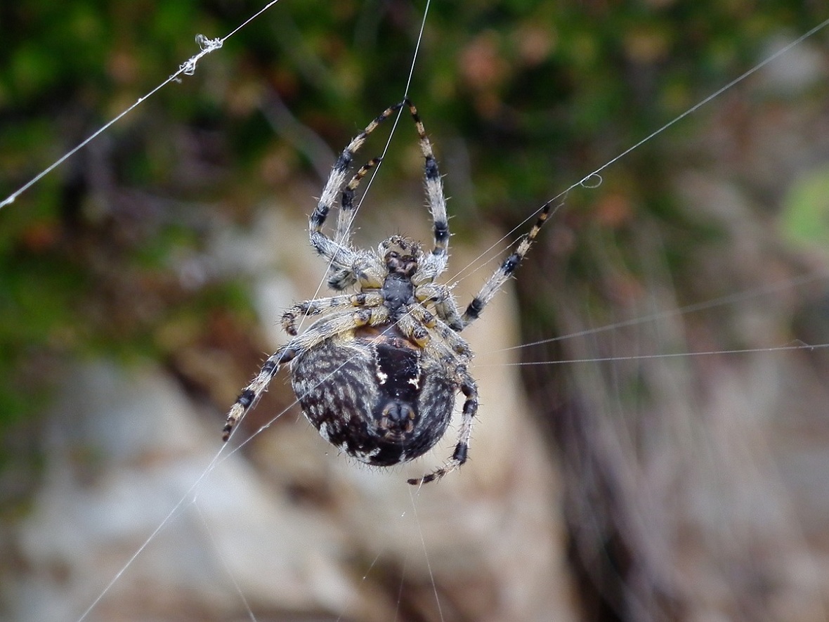 Araneus diadematus